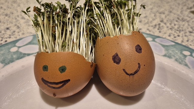 Egg cress head competition entry