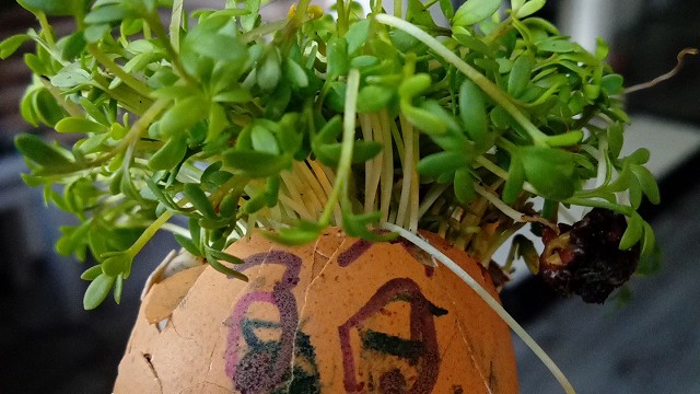 Egg cress head competition entry