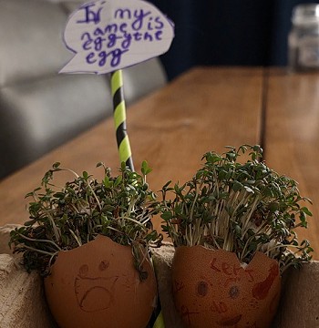 Egg cress head competition entry