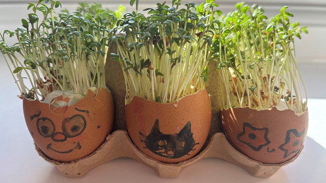 Egg cress head competition entry