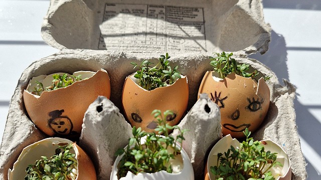 Egg cress head competition entry