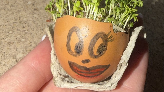Egg cress head competition entry