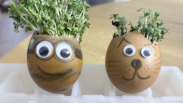 Egg cress head competition entry