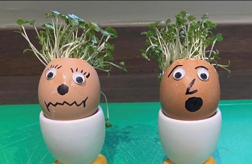 Egg cress head competition entry