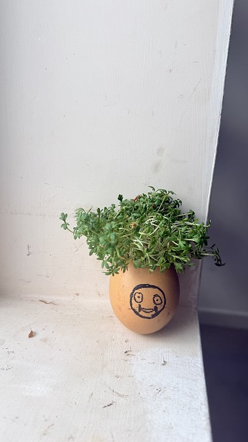 Egg cress head competition entry