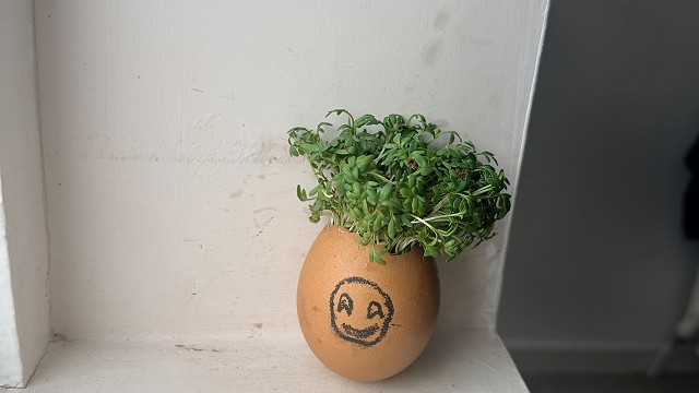 Egg cress head competition entry