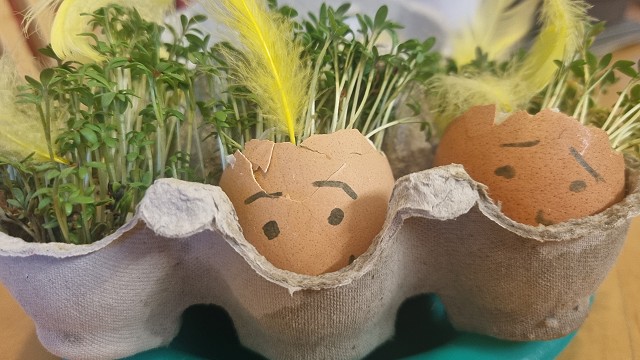 Egg cress head competition entry