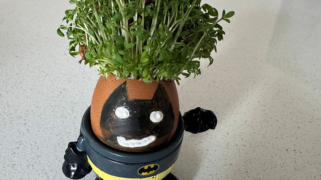Egg cress head competition entry