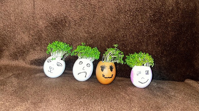 Egg cress head competition entry