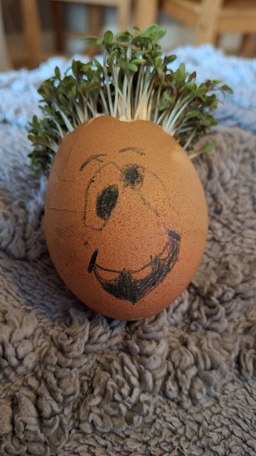Egg cress head competition entry