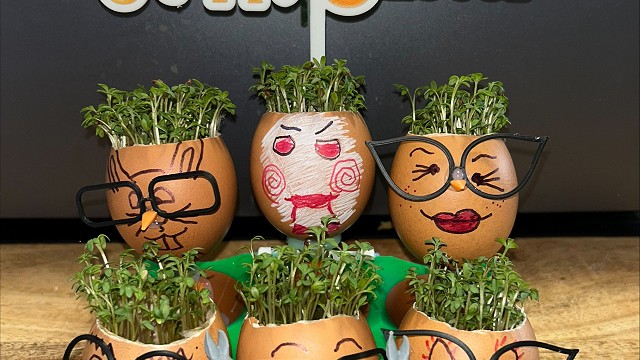 Egg cress head competition entry