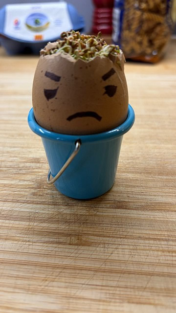 Egg cress head competition entry