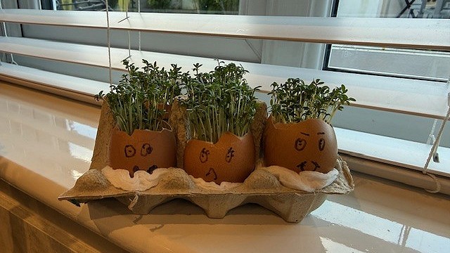 Egg cress head competition entry