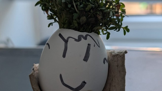 Egg cress head competition entry