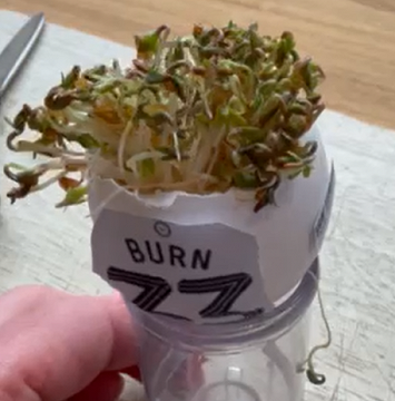 Egg cress head competition entry