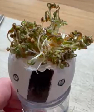 Egg cress head competition entry