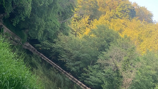 Bedlington image
