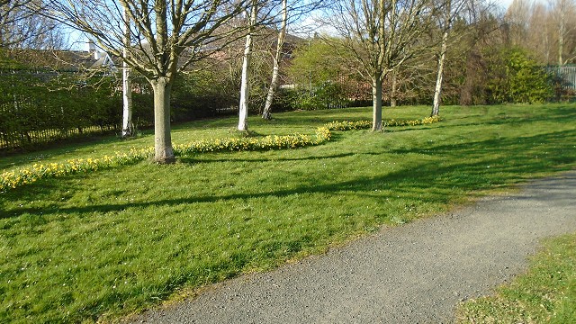 Trees in Bedlington