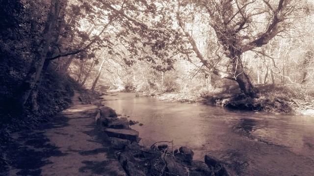 Bedlington image
