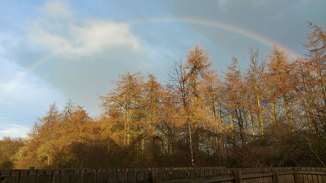 Bedlington image